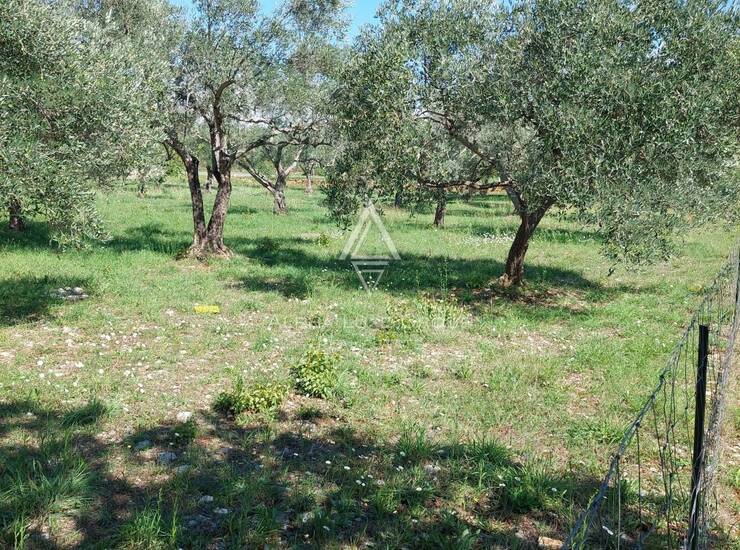 Istra, Vodnjan : Ograđeni maslinik 13.979 m² — fotografija 2