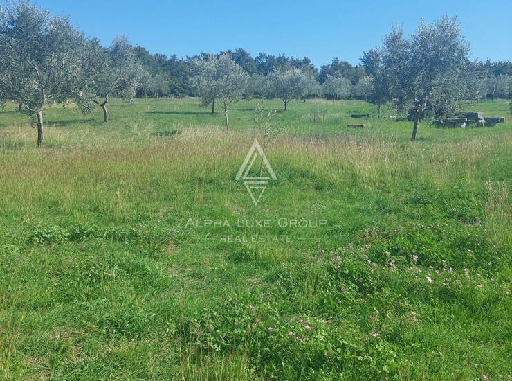 Istra, Vodnjan : Ograđeni maslinik 13.979 m² — fotografija 3