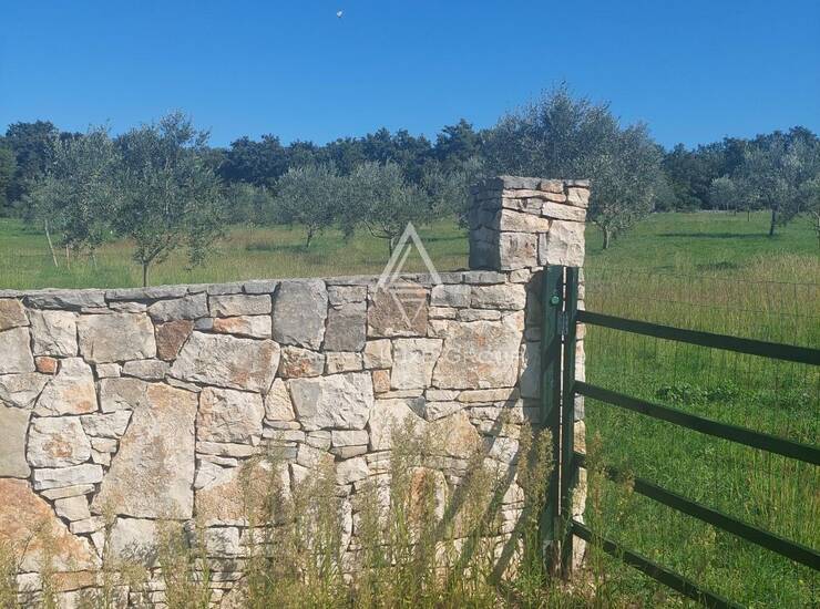 Istra, Vodnjan : Ograđeni maslinik 13.979 m² — fotografija 4