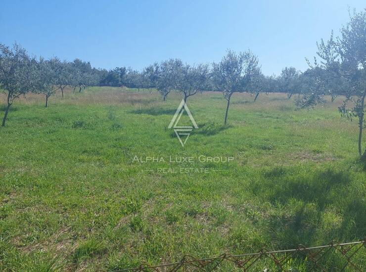 Istra, Vodnjan : Ograđeni maslinik 13.979 m² — fotografija 5
