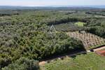 Istra, Kaštelir : Poljoprivredno zemljište 13.182 m² — fotografija 3