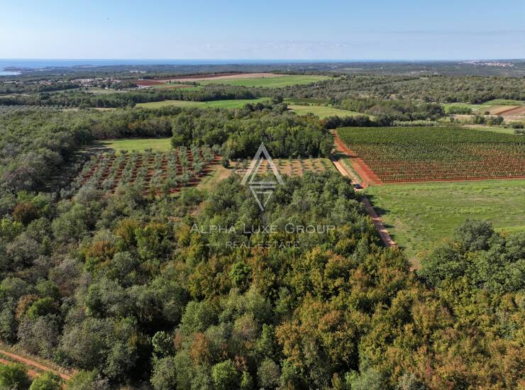 Istra, Kaštelir : Poljoprivredno zemljište 13.182 m² — fotografija 5