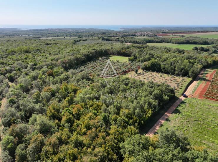 Istra, Kaštelir : Poljoprivredno zemljište 13.182 m² — fotografija 6