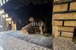 Istra, Vodnjan, restoran, 544 m2, natkrivena terasa — fotografija 4