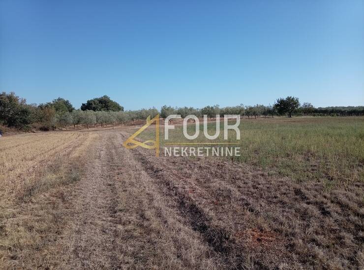 Istra, Umag - okolica, poljoprivredno zemljište, 4.900m2 — fotografija 3