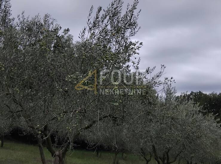Istra, Vižinada, poljoprivredno zemljište, 12.734m2 — fotografija 3
