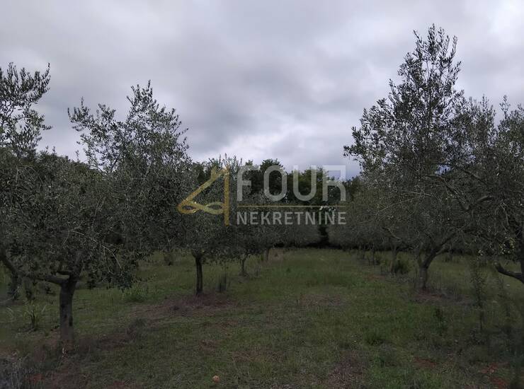 Istra, Vižinada, poljoprivredno zemljište, 12.734m2 — fotografija 4