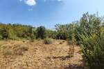 Pinezići, poljoprivredno zemljište 150 m od mora! — fotografija 5