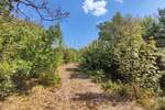 Pinezići, poljoprivredno zemljište 150 m od mora! — fotografija 6