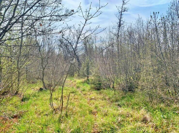 Vrh, poljoprivredno zemljište s pristupnim putem!  — fotografija 6