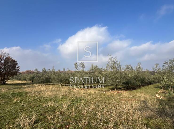 KRNICA, MASLINIK OD 7623 m2 SA 240 MASLINA — fotografija 4