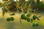 Istra, Svetvinčenat, 9.045m2, poljoprivredno zemljište — fotografija 3