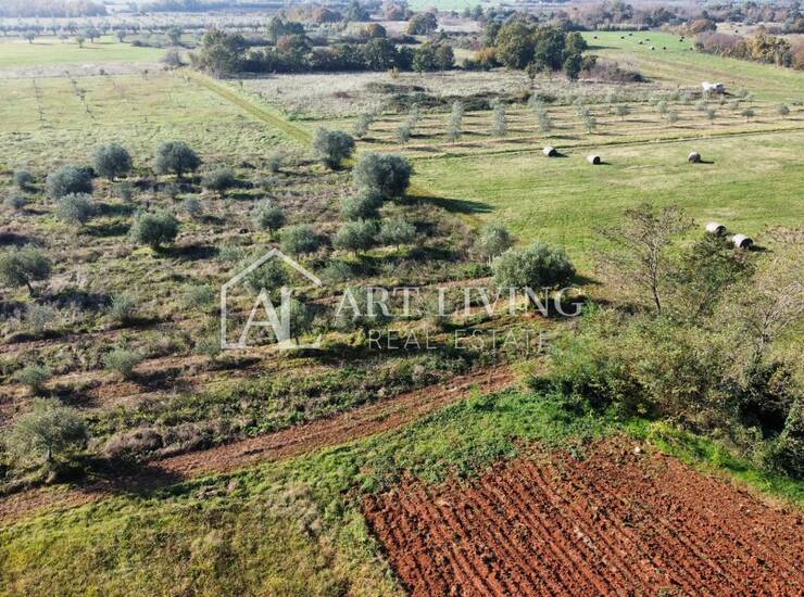 Umag, okolica - atraktivno poljoprivredno zemljište, 2.400 m2 - PRILIKA! — fotografija 5