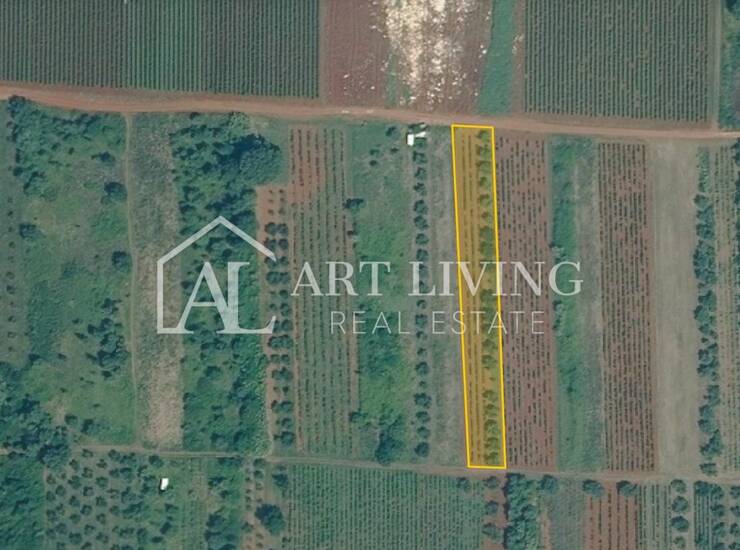 Umag, okolica - atraktivno poljoprivredno zemljište, 2.400 m2 - PRILIKA! — fotografija 6