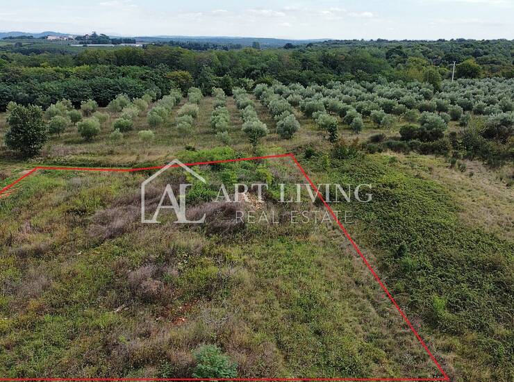 Umag, okolica - Atraktivno poljoprivredno zemljište, 2.600 m² na odličnoj lo — fotografija 6