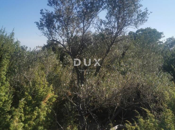 OTOK KRK, KRK - Maslinik na dobroj lokaciji — fotografija 6