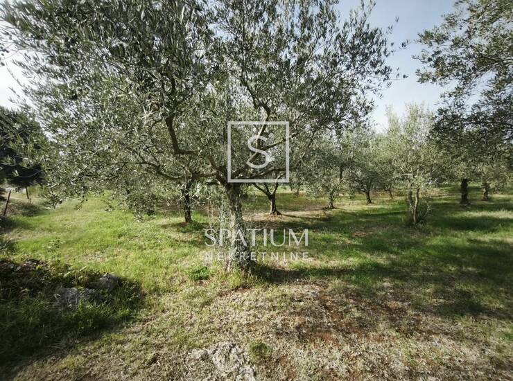 SVETI LOVREČ, GRAĐEVINSKO ZEMLJIŠTE 1.480 m2 — fotografija 2