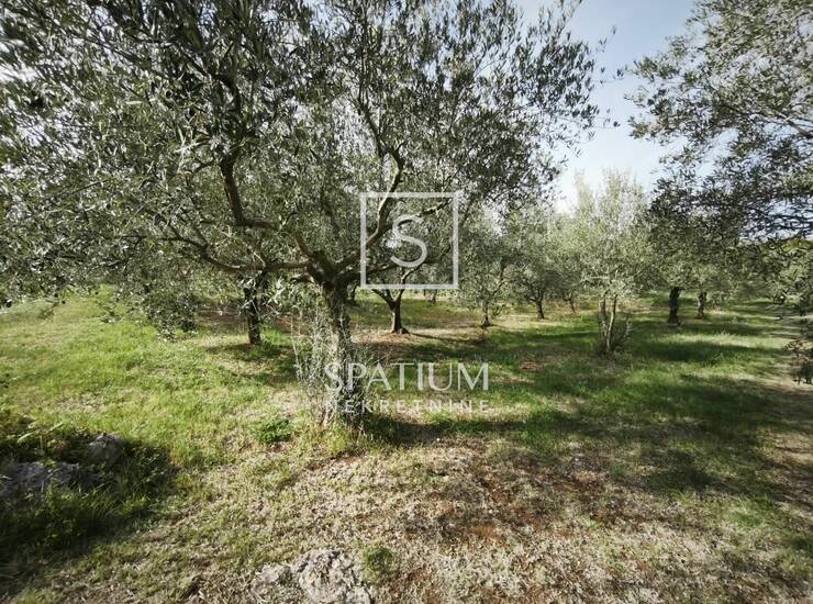 SVETI LOVREČ, GRAĐEVINSKO ZEMLJIŠTE 1.480 m2 — fotografija 3