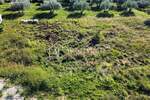 Buje, okolica - Građevinsko zemljište 544 m² u idiličnom istarskom krajolik — fotografija 4