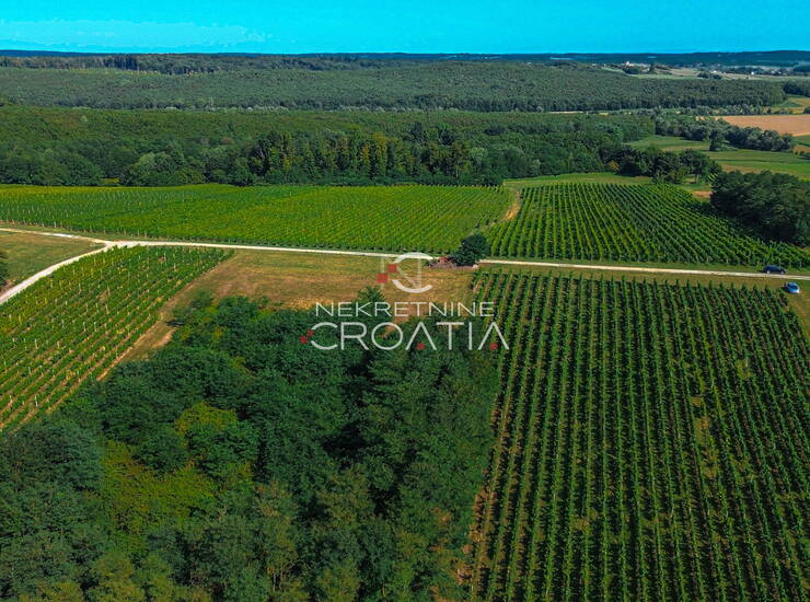 PRILIKA! 105.333 m2 VINOGRADA, 4.75 EUR/m2! — fotografija 2