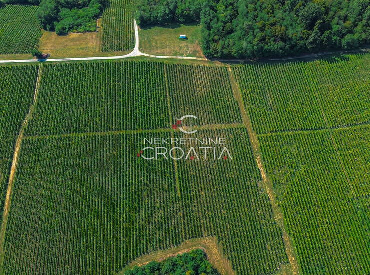 PRILIKA! 105.333 m2 VINOGRADA, 4.75 EUR/m2! — fotografija 3