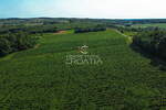 PRILIKA! 105.333 m2 VINOGRADA, 4.75 EUR/m2! — fotografija 5