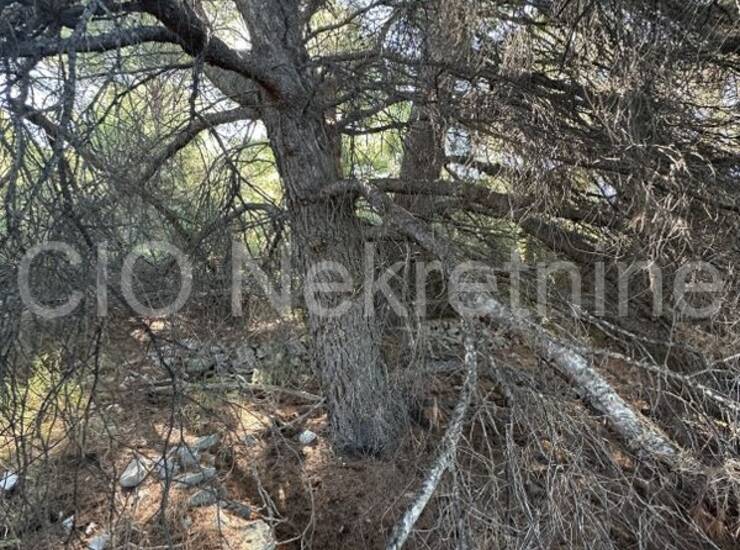 Rogoznica, Zatoglav, poljoprivredno zemljište, prodaja — fotografija 4