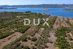 ZADAR, TURANJ - Maslinik s 55 maslina - 3143m²