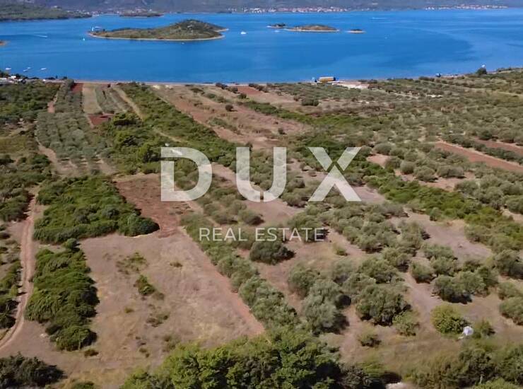 ZADAR, TURANJ - Maslinik s 55 maslina - 3143m² — fotografija 2