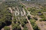 ZADAR, TURANJ - Maslinik s 55 maslina - 3143m² — fotografija 5