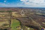 Istra, Svetvinčenat, maslinik s 250 stabala maslina — fotografija 6