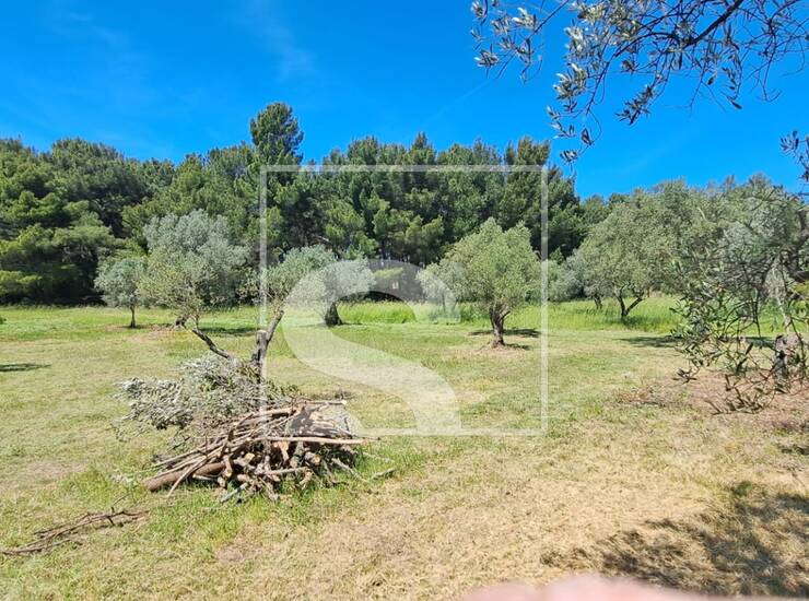 MASLINIK 2.873 m² – FAŽANA — fotografija 3