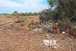 Istra, Vodnjan, Peroj, poljoprivredno zemljište, 3.349m2 — fotografija 5