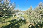 ZEMLJIŠTE 1.631 m² S KAMENOM KUĆOM I MASLINIKOM — fotografija 2