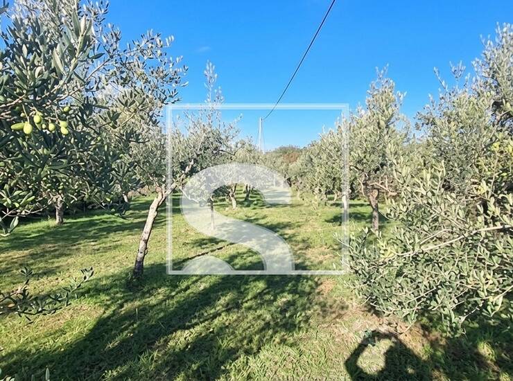 ZEMLJIŠTE 1.631 m² S KAMENOM KUĆOM I MASLINIKOM — fotografija 2