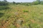 Zemljiste, Medulin, prodaja, 64800 €, 624 m2