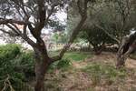 Kuca, Mali Lošinj, Ilovik, prodaja, 240000 €, 100 m2