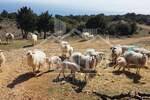 Zemljiste, Cres, Stivan, prodaja, 359000 €, 163000 m2