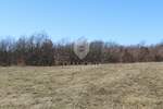 Zemljiste, Žminj, prodaja, 398200 €, 6436 m2