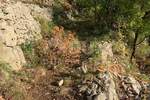 Zemljiste, Novi Vinodolski, Sibinj Krmpotski, prodaja, 160000 €, 2600 m2