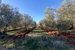 Zemljiste, Novigrad, prodaja, 241000 €, 9632 m2