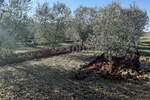Zemljiste, Novigrad, prodaja, 241000 €, 9632 m2