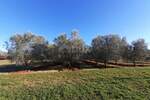 Zemljiste, Novigrad, prodaja, 241000 €, 9632 m2