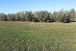 Zemljiste, Novigrad, prodaja, 241000 €, 9632 m2
