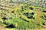Zemljiste, Umag, prodaja, 126000 €, 560 m2