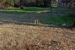 Zemljiste, Umag, prodaja, 99000 €, 2175 m2