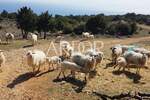 Zemljiste, Cres, Stivan, prodaja, 359000 €, 163000 m2