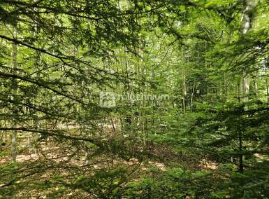 Zemljiste, Vinodol, Bribir, prodaja, 263000 €, 12674 m2