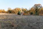 Zemljiste, Barban, Petehi, prodaja, 90000 €, 10733 m2
