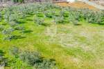 Zemljiste, Buje, prodaja, 249000 €, 1423 m2
